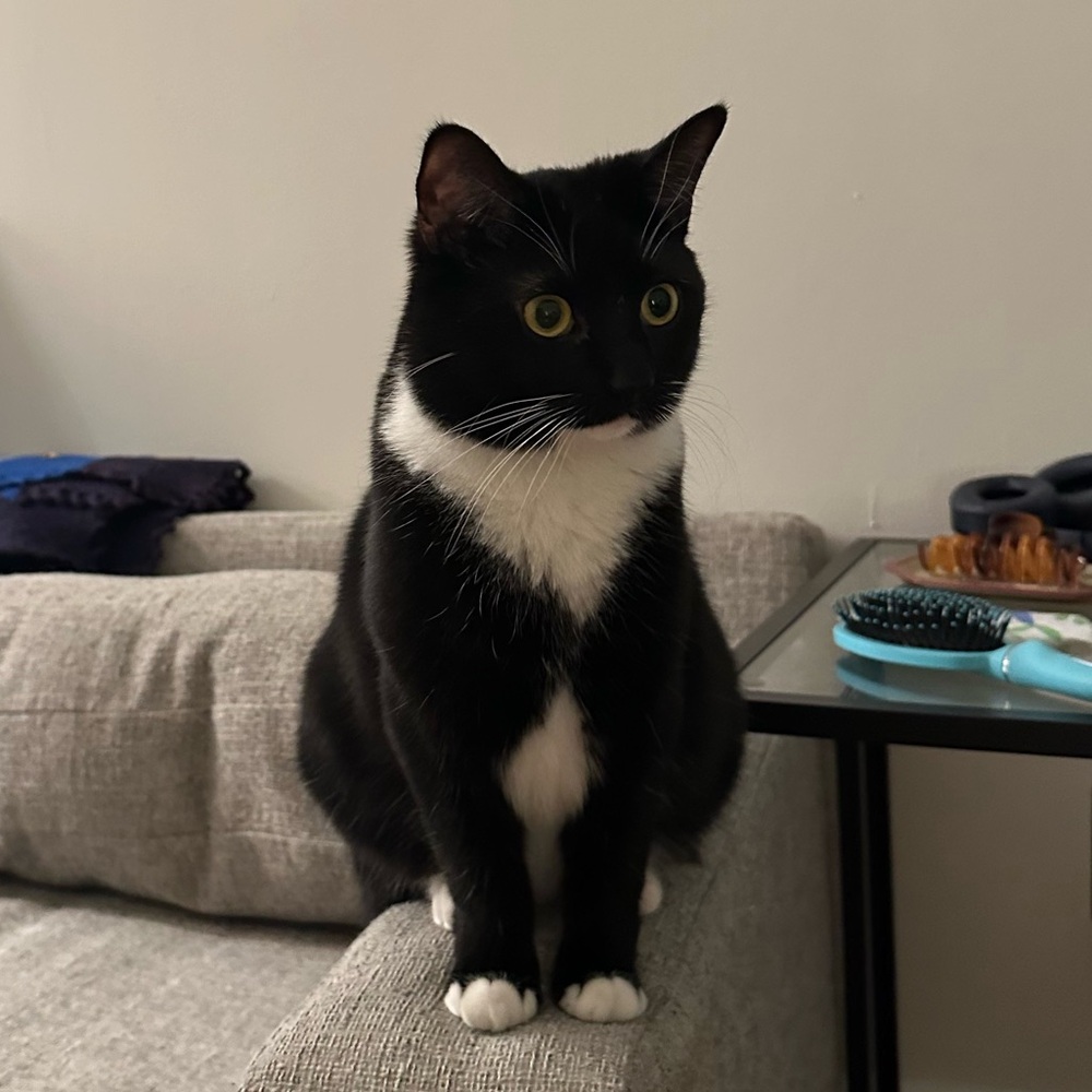 Meet your Posher, Harmony